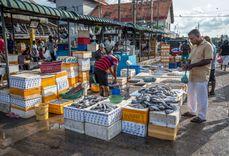 negombo-fish-market