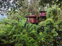 the-tree-house-ginigathhena, Ginigathhena