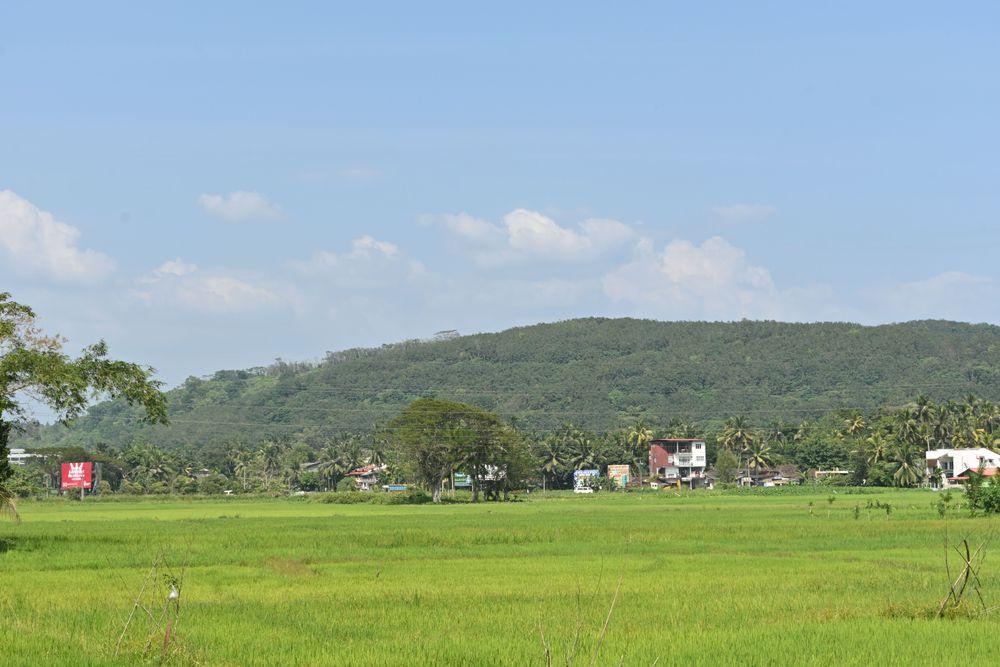 scenic-view-of-a-paddy-field-in-horana