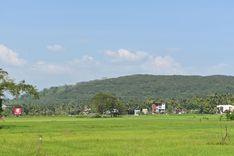 Scenic View of a Paddy Field in Horana