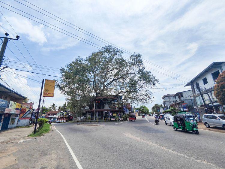 hanwella-bodhi-tree Image