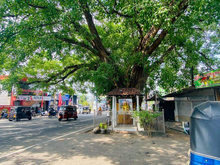 pannipitiya-bodhi-tree படம்