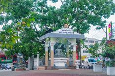 kottawa-bodhi-tree කොට්ටාව