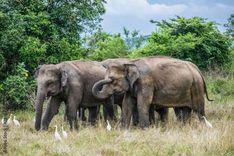 wasgamuwa-national-park මාතලේ